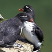 Parakeet Auklet